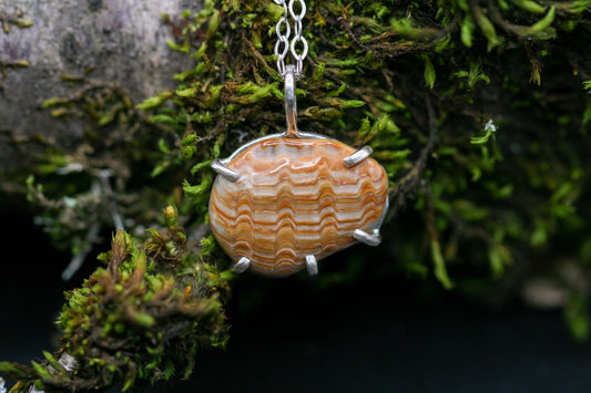 Andora shell Fossil Necklace