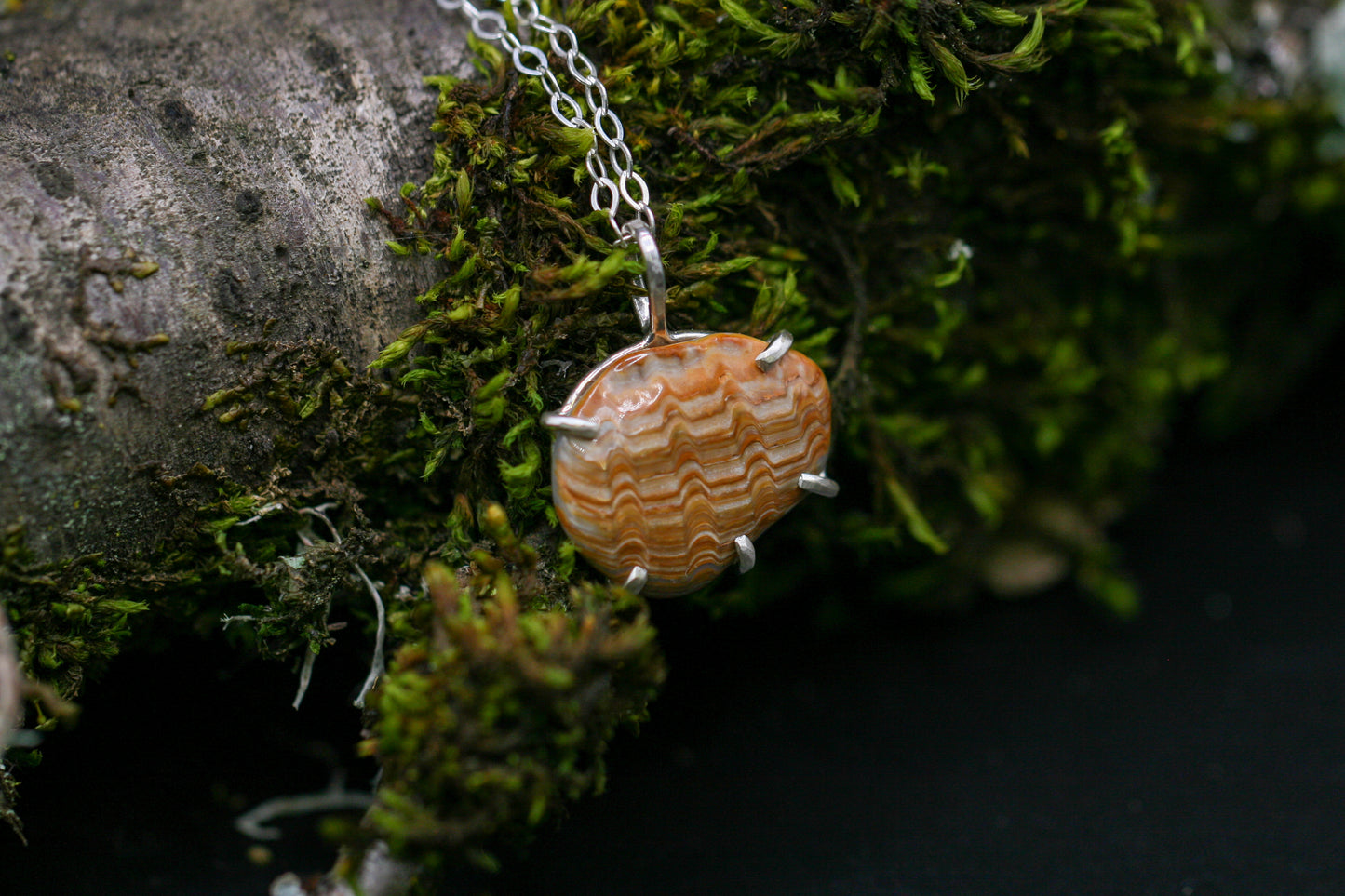 Andora shell Fossil Necklace